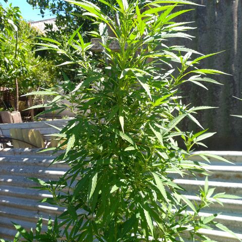 Despink #1 growlog timeline photo
