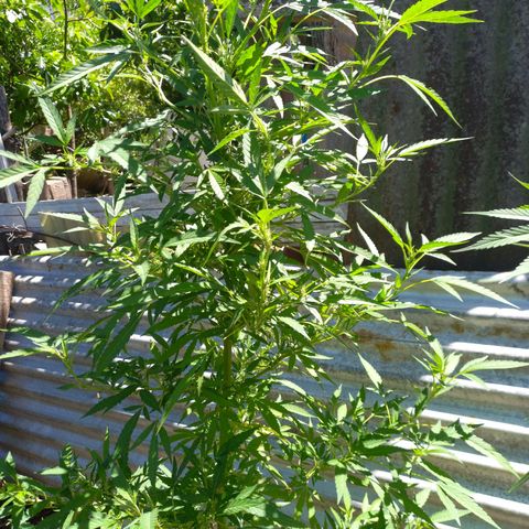 Despink #1 growlog timeline photo