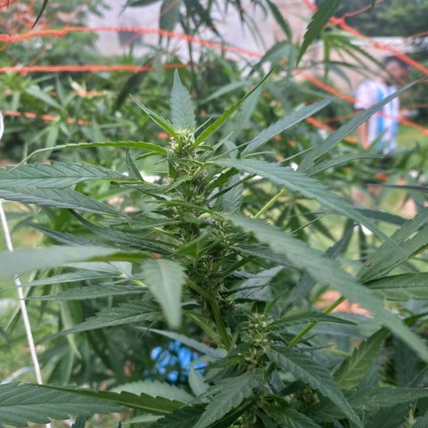 Despink #1 growlog timeline photo