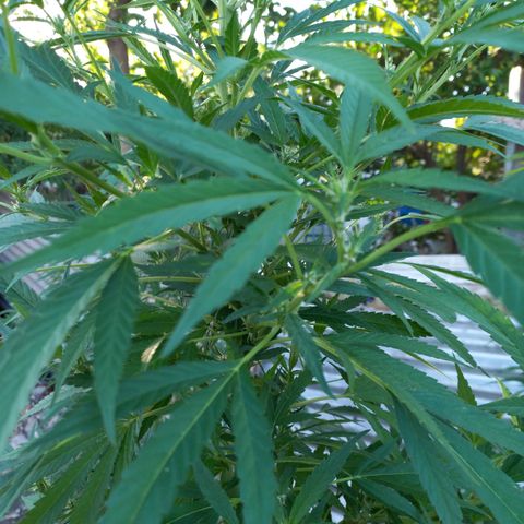 Despink #1 growlog timeline photo