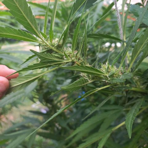 Despink #1 growlog timeline photo