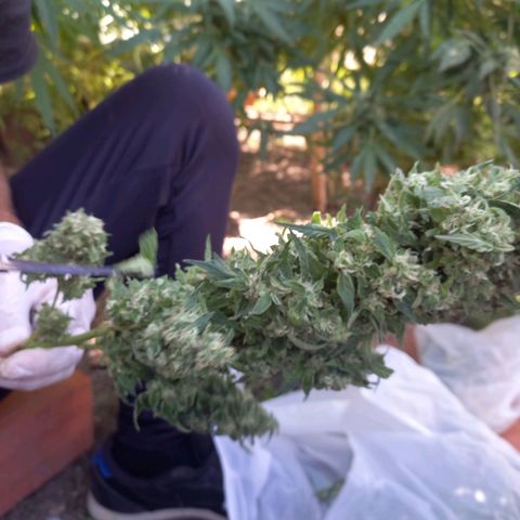 Despink #1 growlog timeline photo