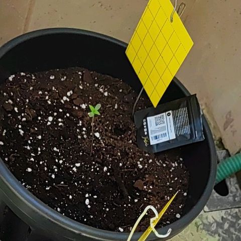 Mimosa cake auto  growlog timeline photo