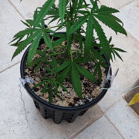 Mimosa cake auto  growlog timeline photo
