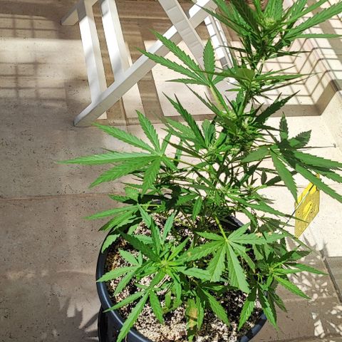 Mimosa cake auto  growlog timeline photo