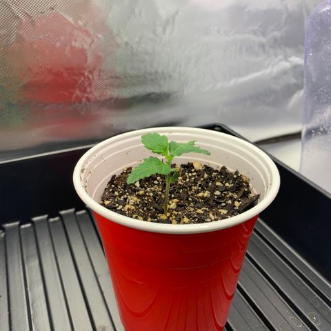 Blueberry growlog timeline photo