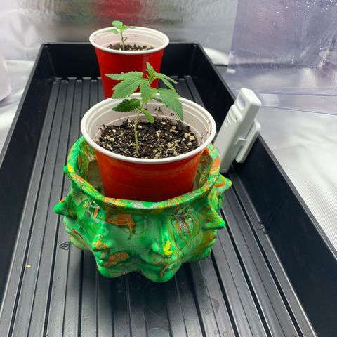 Sunset Sherbert growlog timeline photo