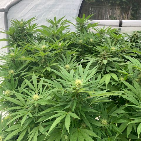 Golden Haze growlog timeline photo