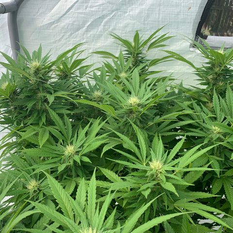 Golden Haze growlog timeline photo