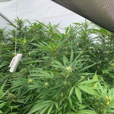 Golden Haze growlog timeline photo