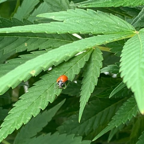Golden Haze growlog timeline photo