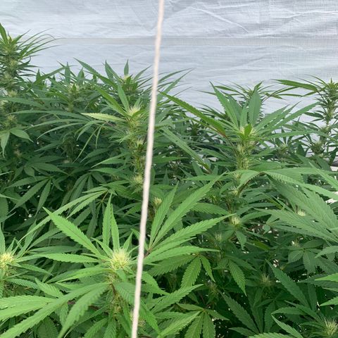 Golden Haze growlog timeline photo