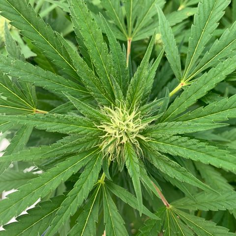 Golden Haze growlog timeline photo