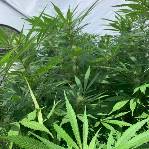 Golden Haze growlog timeline photo