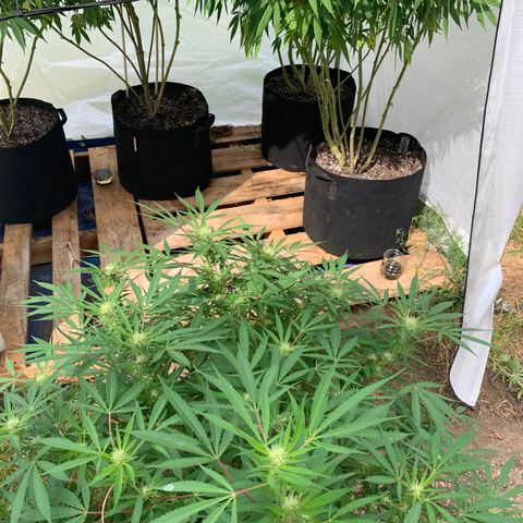 Golden Haze growlog timeline photo