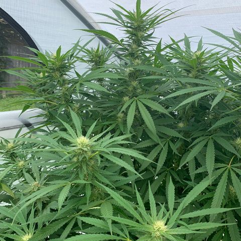 Golden Haze growlog timeline photo