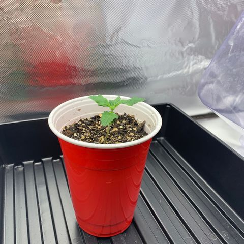 Blueberry growlog timeline photo