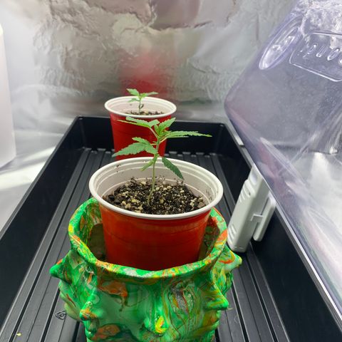 Sunset Sherbert growlog timeline photo