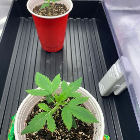 Sunset Sherbert growlog timeline photo