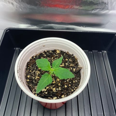 Blueberry growlog timeline photo