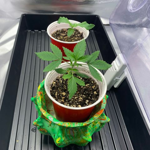 Sunset Sherbert growlog timeline photo
