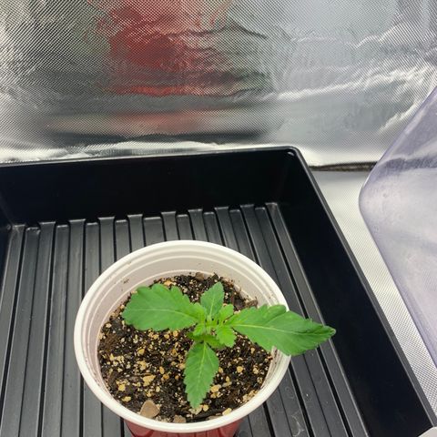 Blueberry growlog timeline photo