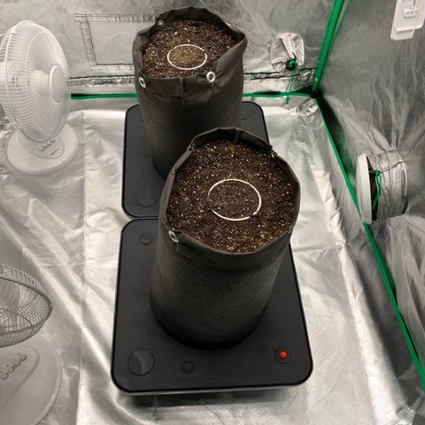 Blueberry growlog timeline photo