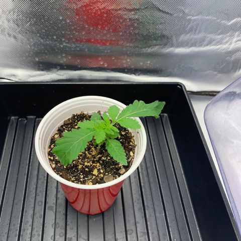 Blueberry growlog timeline photo