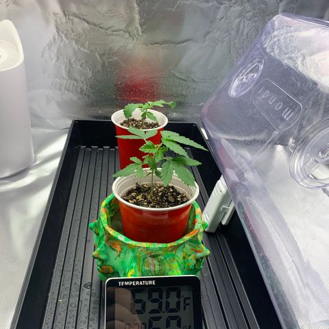Sunset Sherbert growlog timeline photo