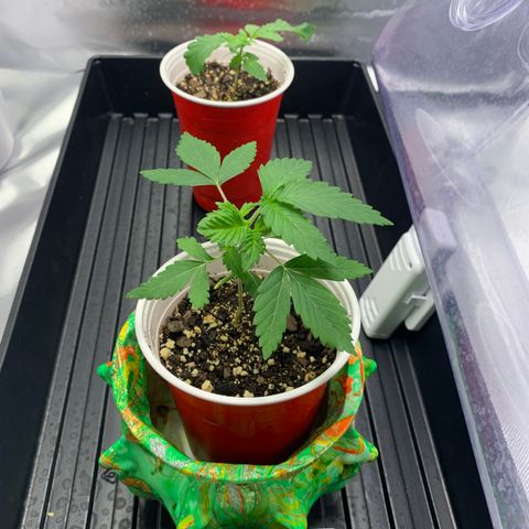 Sunset Sherbert growlog timeline photo