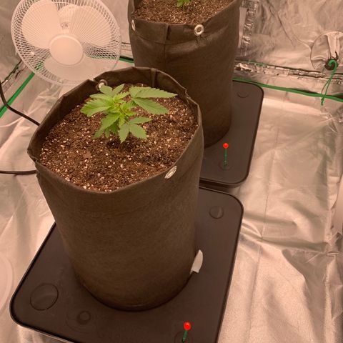 Sunset Sherbert growlog timeline photo