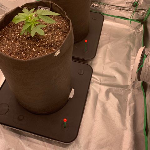 Sunset Sherbert growlog timeline photo