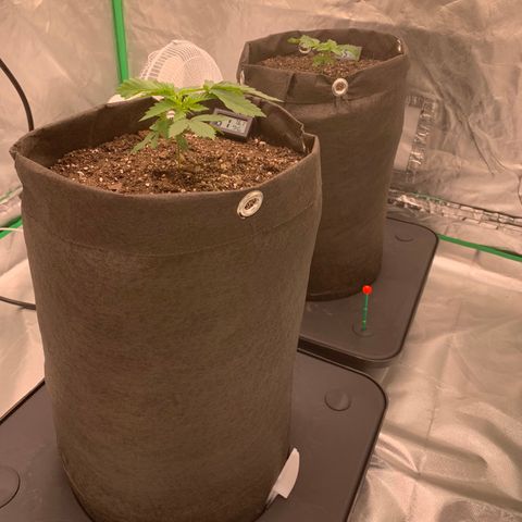 Sunset Sherbert growlog timeline photo