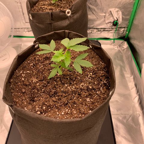Sunset Sherbert growlog timeline photo