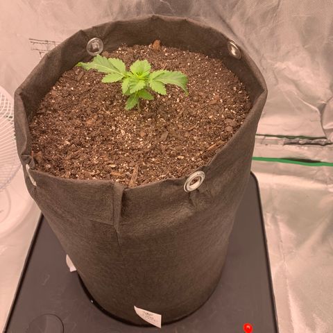 Blueberry growlog timeline photo