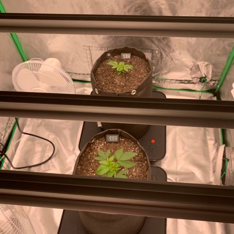 Blueberry growlog timeline photo