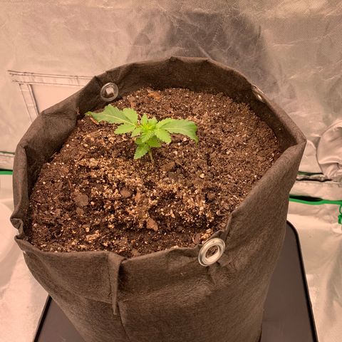 Blueberry growlog timeline photo
