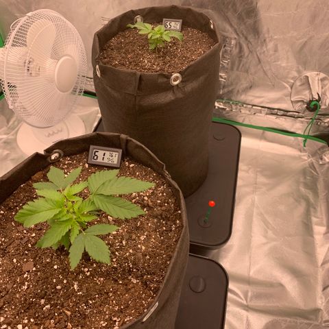 Blueberry growlog timeline photo