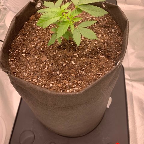 Sunset Sherbert growlog timeline photo