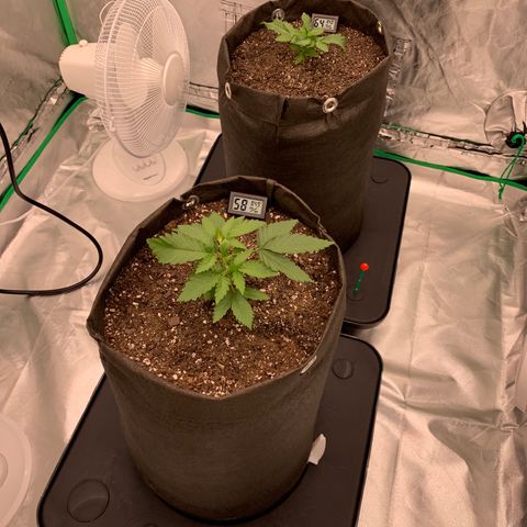 Blueberry growlog timeline photo