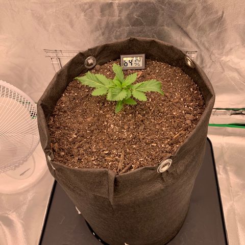 Blueberry growlog timeline photo