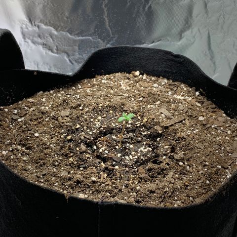 Auto Zkittlez growlog timeline photo