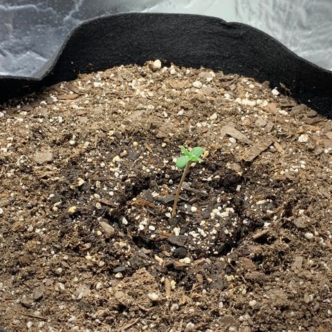 Auto Zkittlez growlog timeline photo