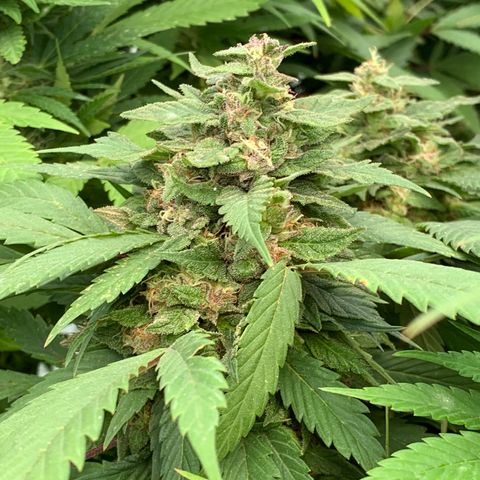 Golden Haze growlog timeline photo