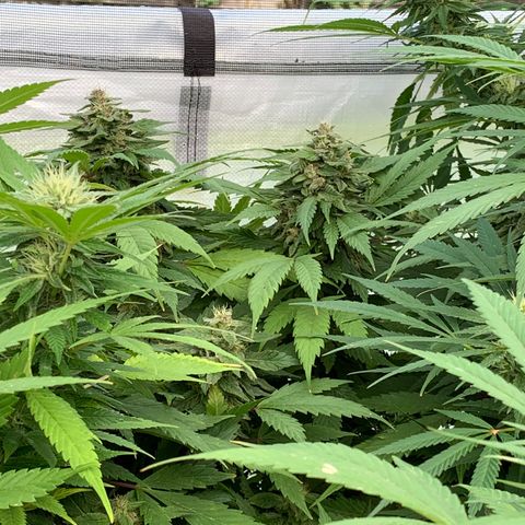 Golden Haze growlog timeline photo