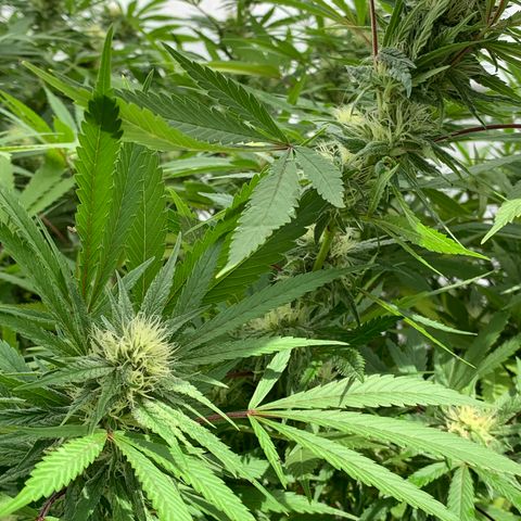 Golden Haze growlog timeline photo