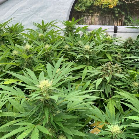 Golden Haze growlog timeline photo