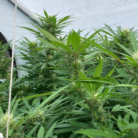 Golden Haze growlog timeline photo