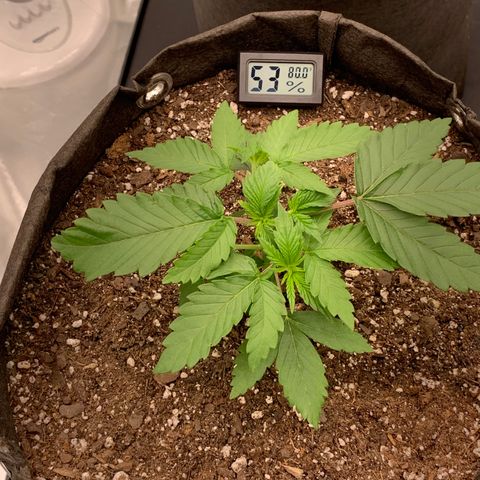Sunset Sherbert growlog timeline photo