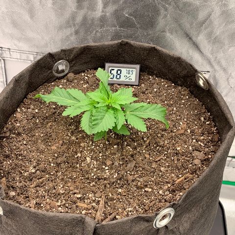 Blueberry growlog timeline photo